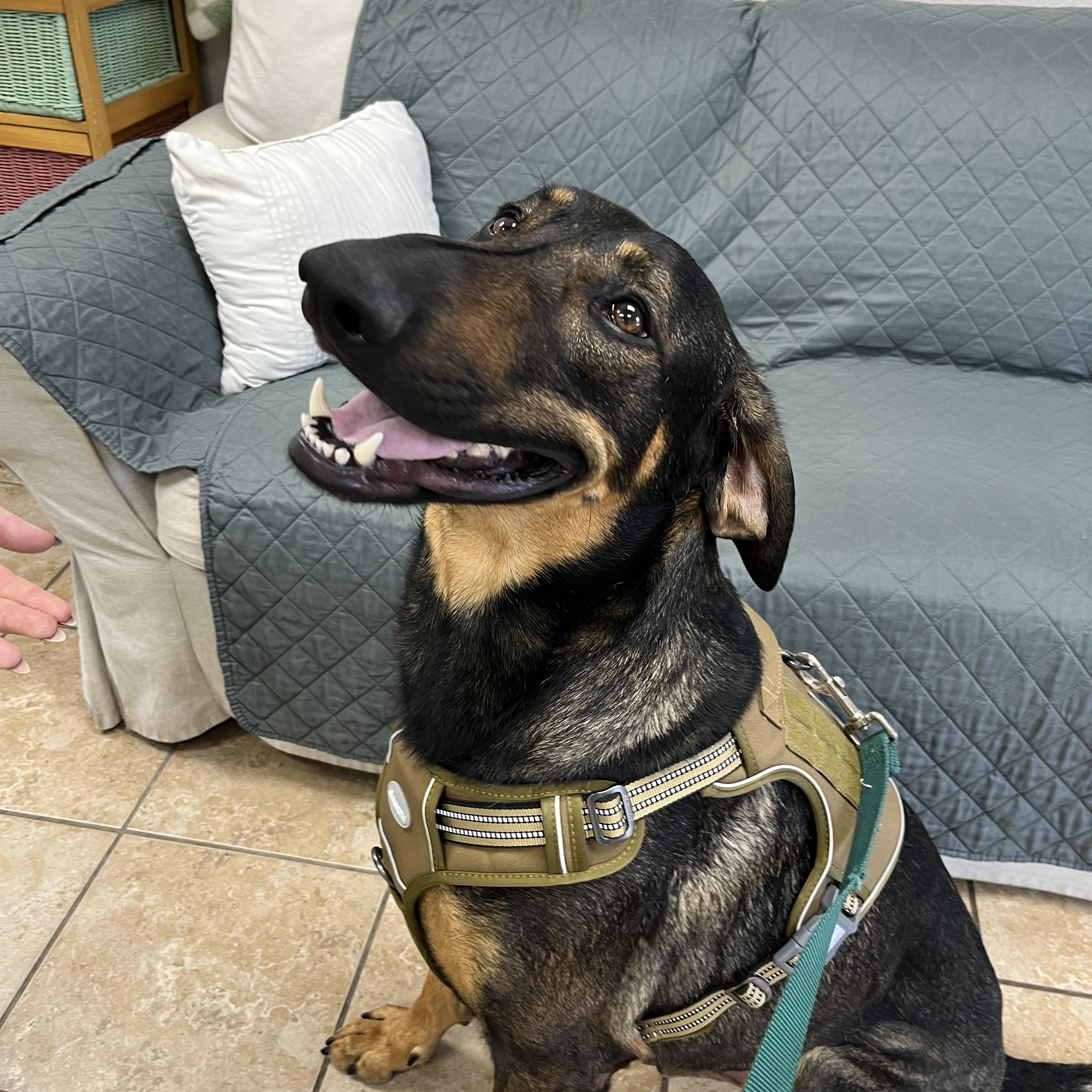 BIGG'N, ADOPTABLE, Adult Male Doberman Pinscher.
