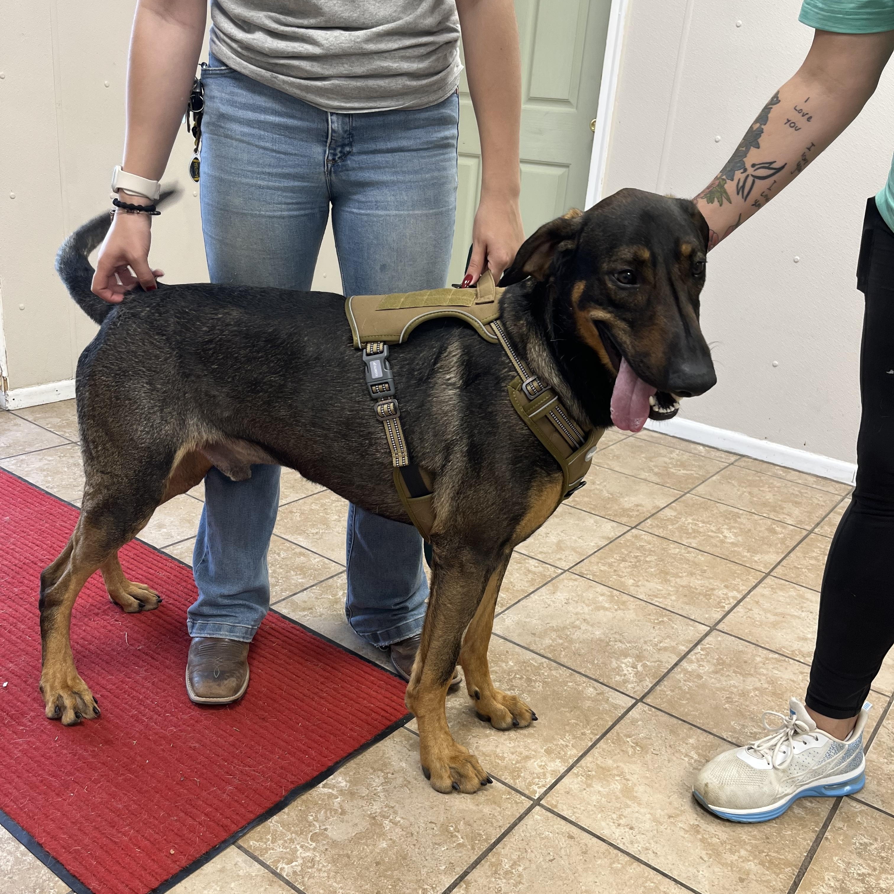 Enlarge BIGG'N, a ADOPTABLE mixed breed in Farmington, MO image 3/5