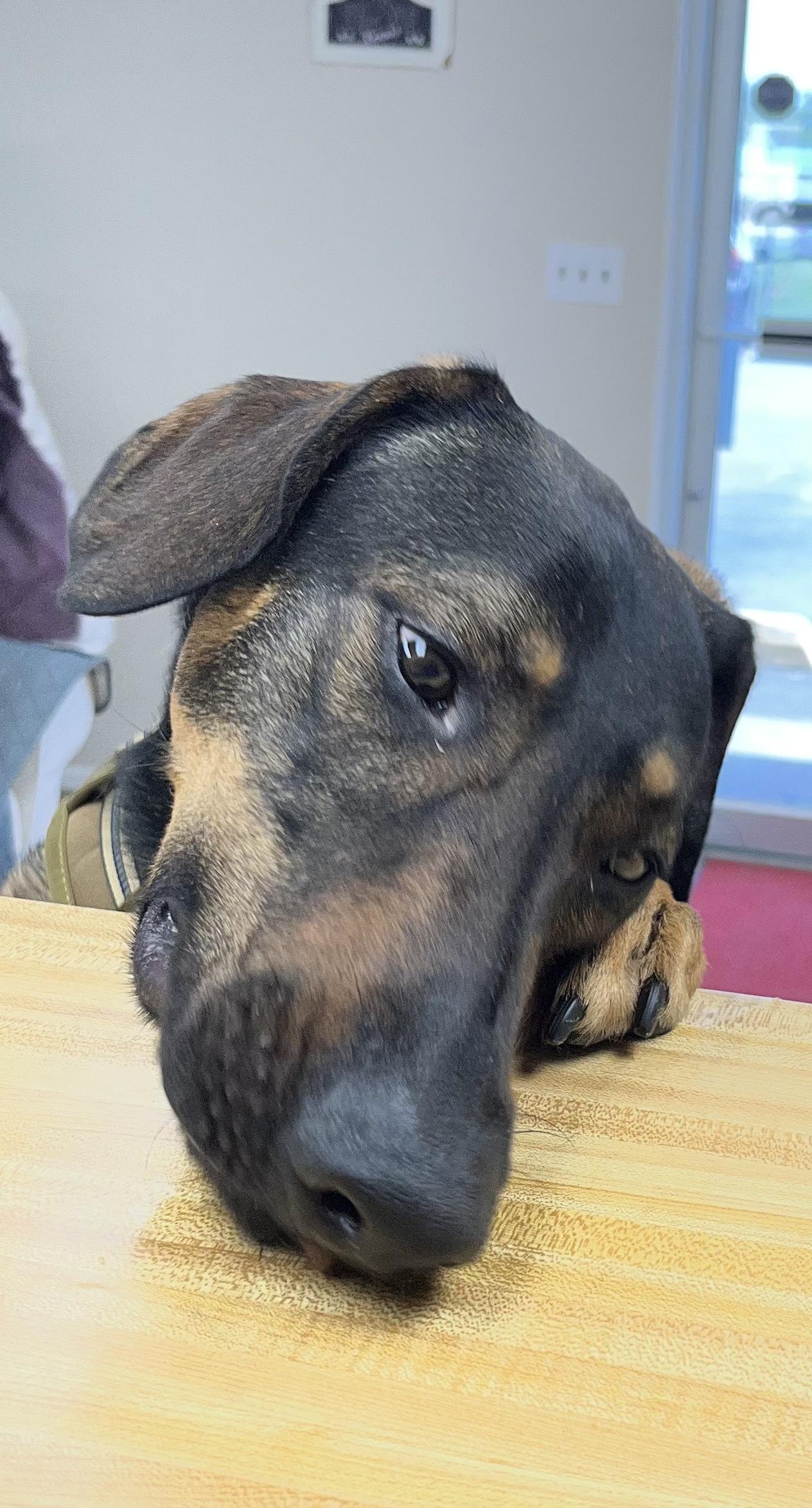 Enlarge BIGG'N, a ADOPTABLE mixed breed in Farmington, MO image 2/5
