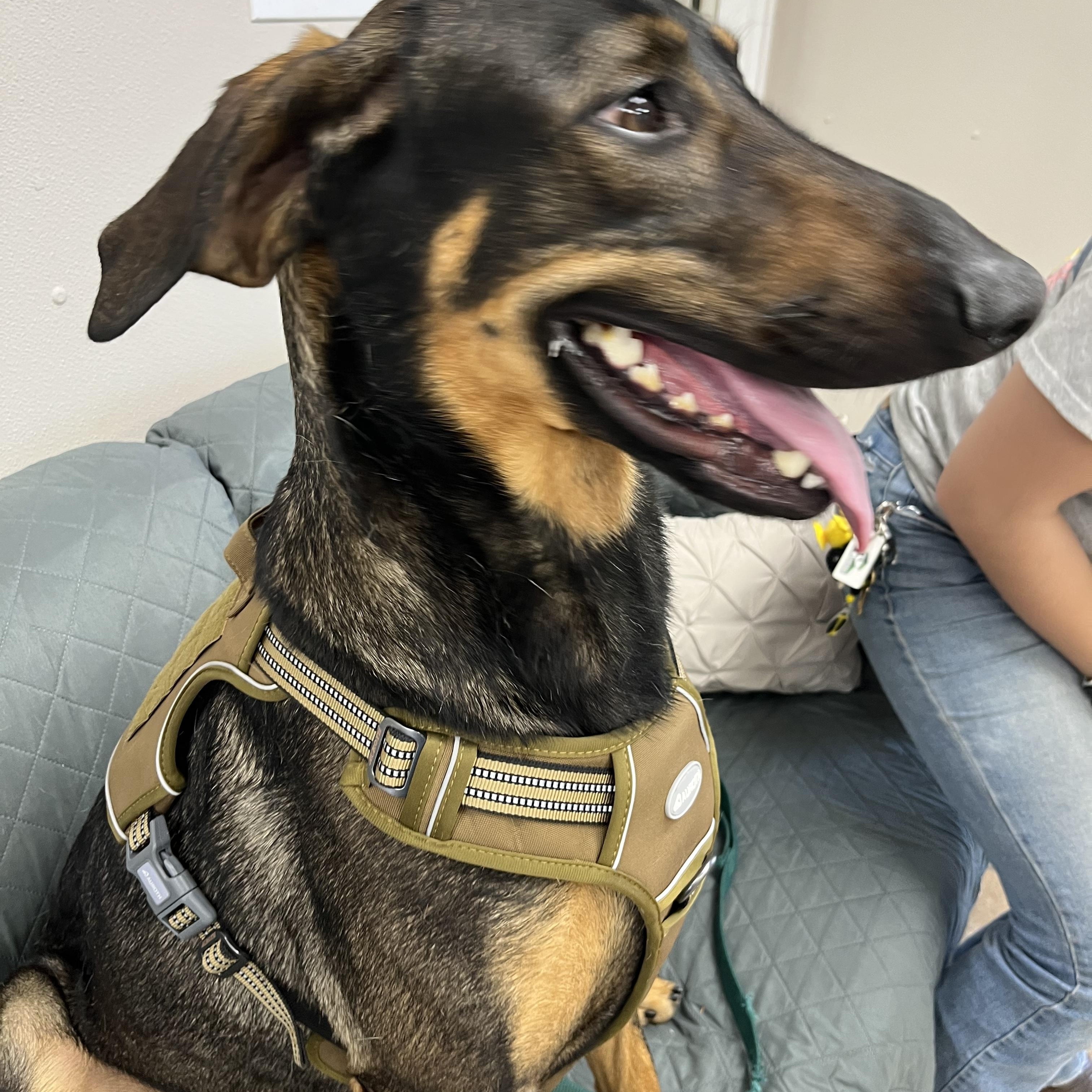 Enlarge BIGG'N, a ADOPTABLE mixed breed in Farmington, MO image 5/5