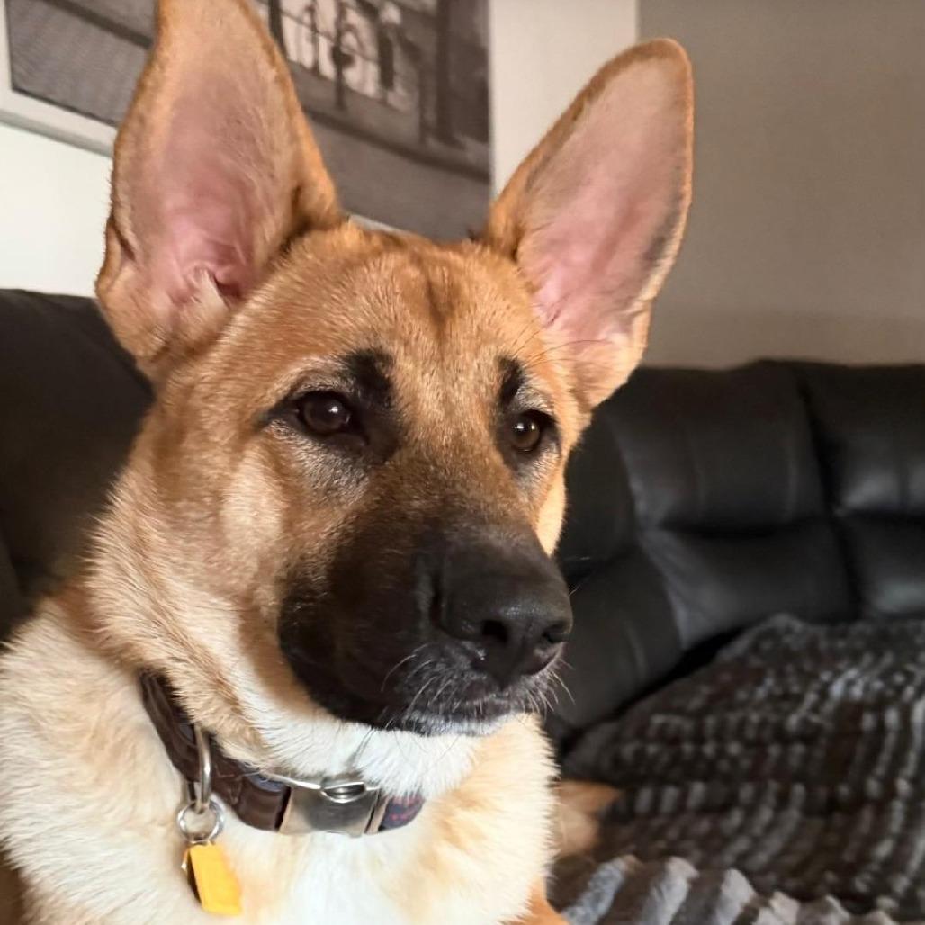 Yuki, Adoptable, Young Female German Shepherd Dog & Mixed Breed.
