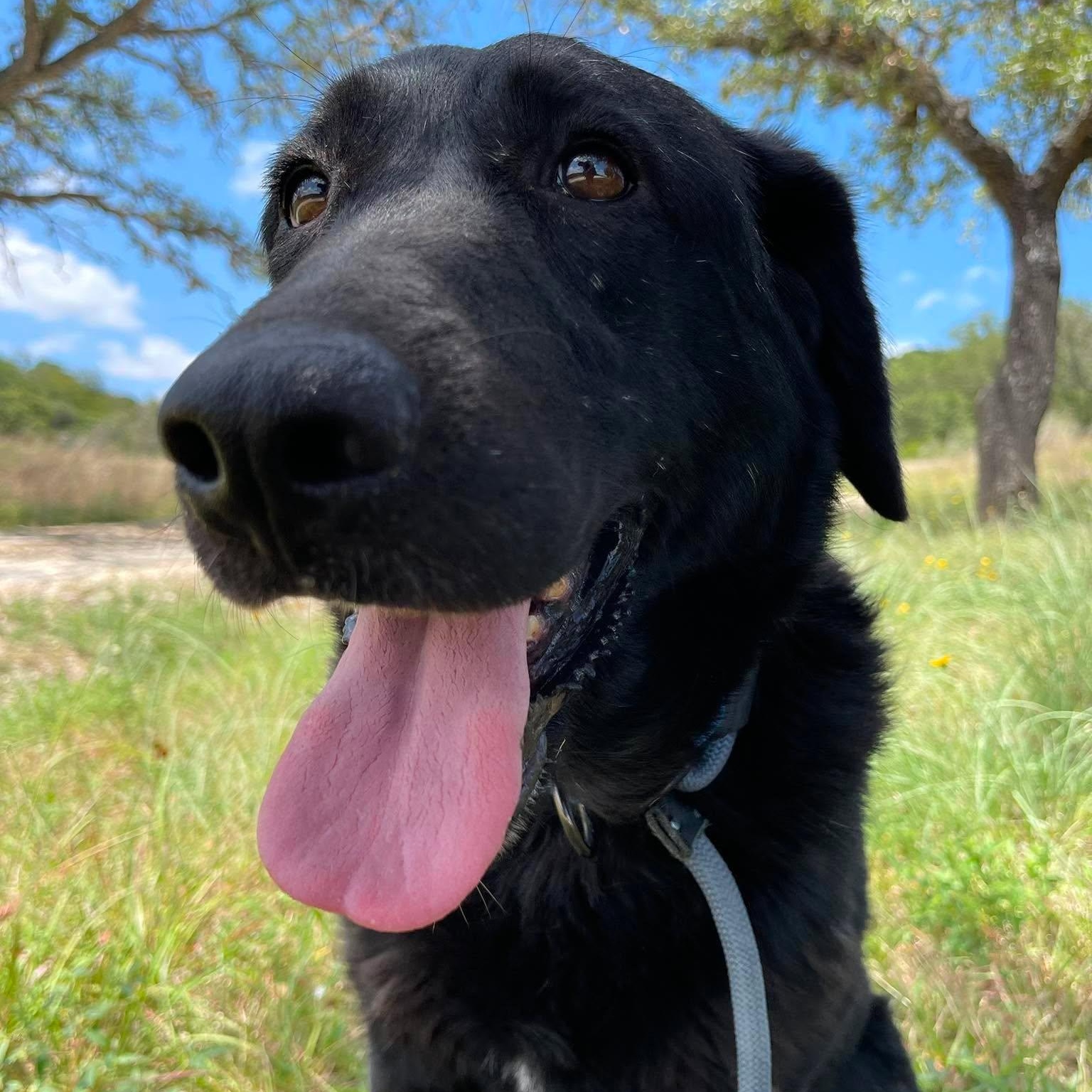 Enlarge Kiki, a Adoptable Labrador Retriever in Center Point, TX image 5/5