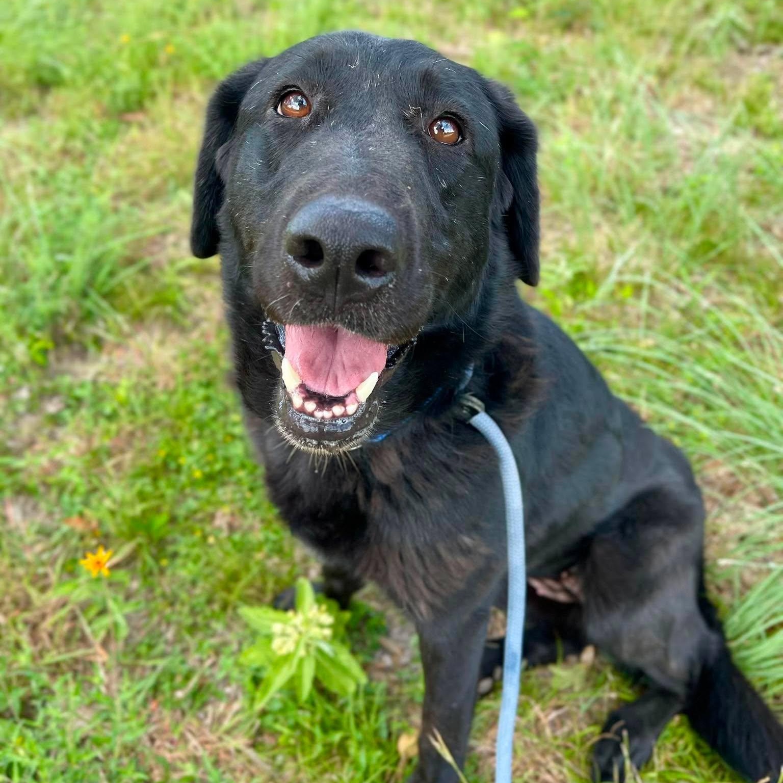 Kiki, Adoptable, Young Female Labrador Retriever.