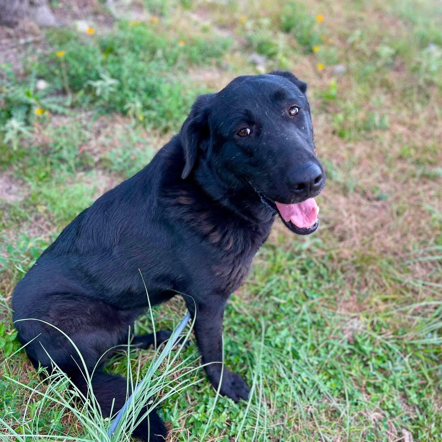 Enlarge Kiki, a Adoptable Labrador Retriever in Center Point, TX image 2/5