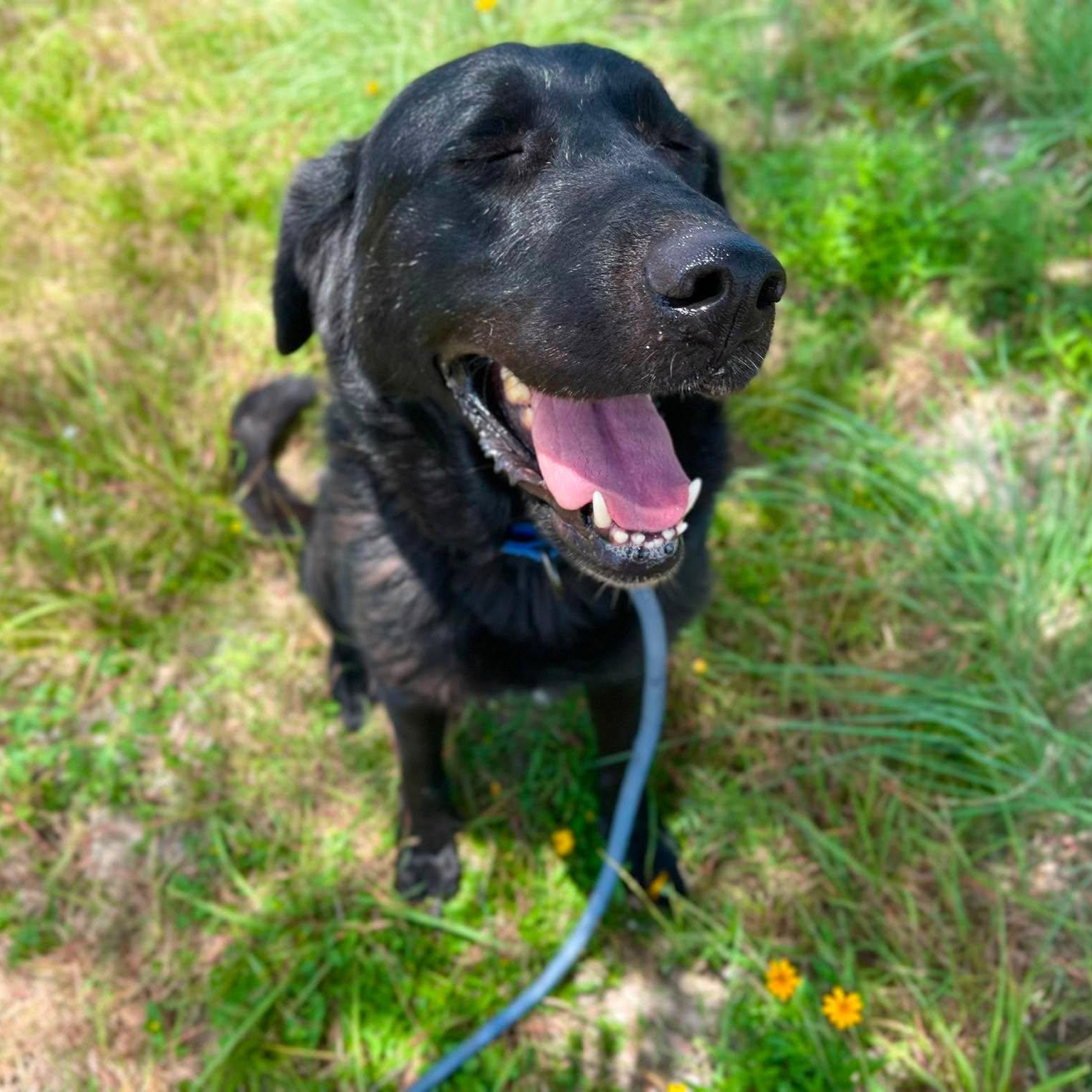Enlarge Kiki, a Adoptable Labrador Retriever in Center Point, TX image 4/5