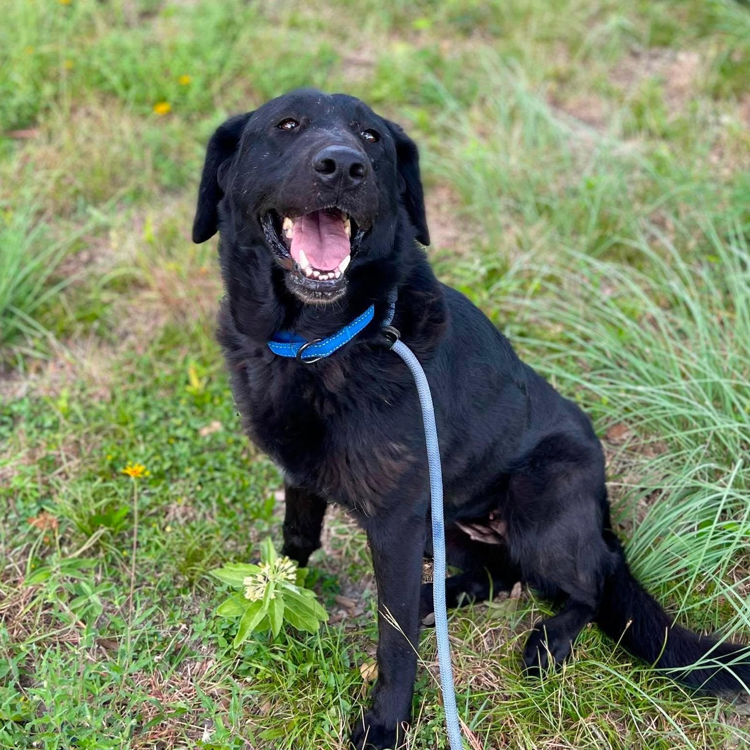 Enlarge Kiki, a Adoptable Labrador Retriever in Center Point, TX image 3/5