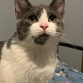 Georgie, adopted, Kitten Male Domestic Short Hair.