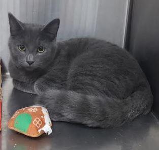 Enlarge CyberTruck, an adopted Domestic Short Hair in Russellville, KY image 1/1