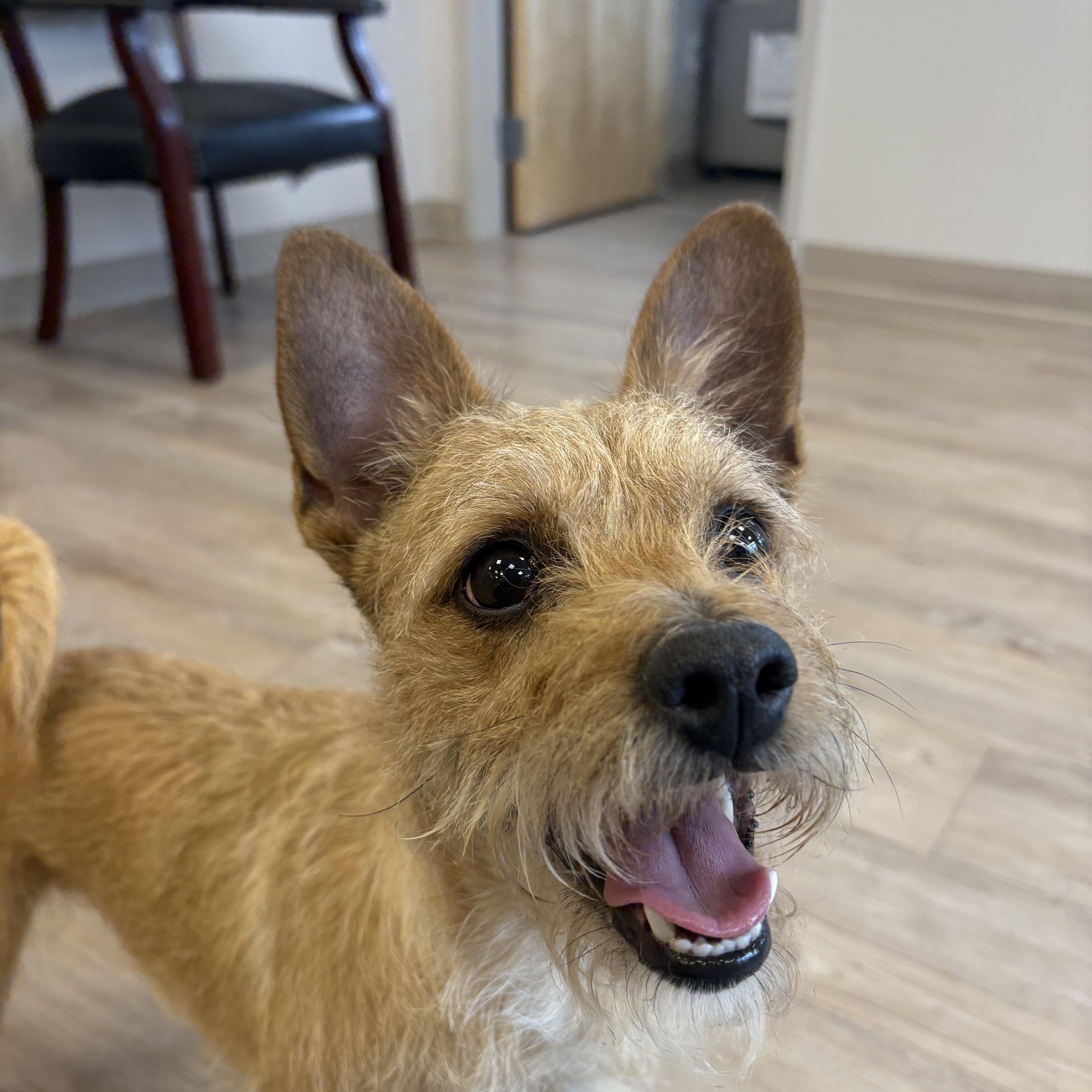 Chester , ADOPTABLE, Young Male Norwich Terrier.