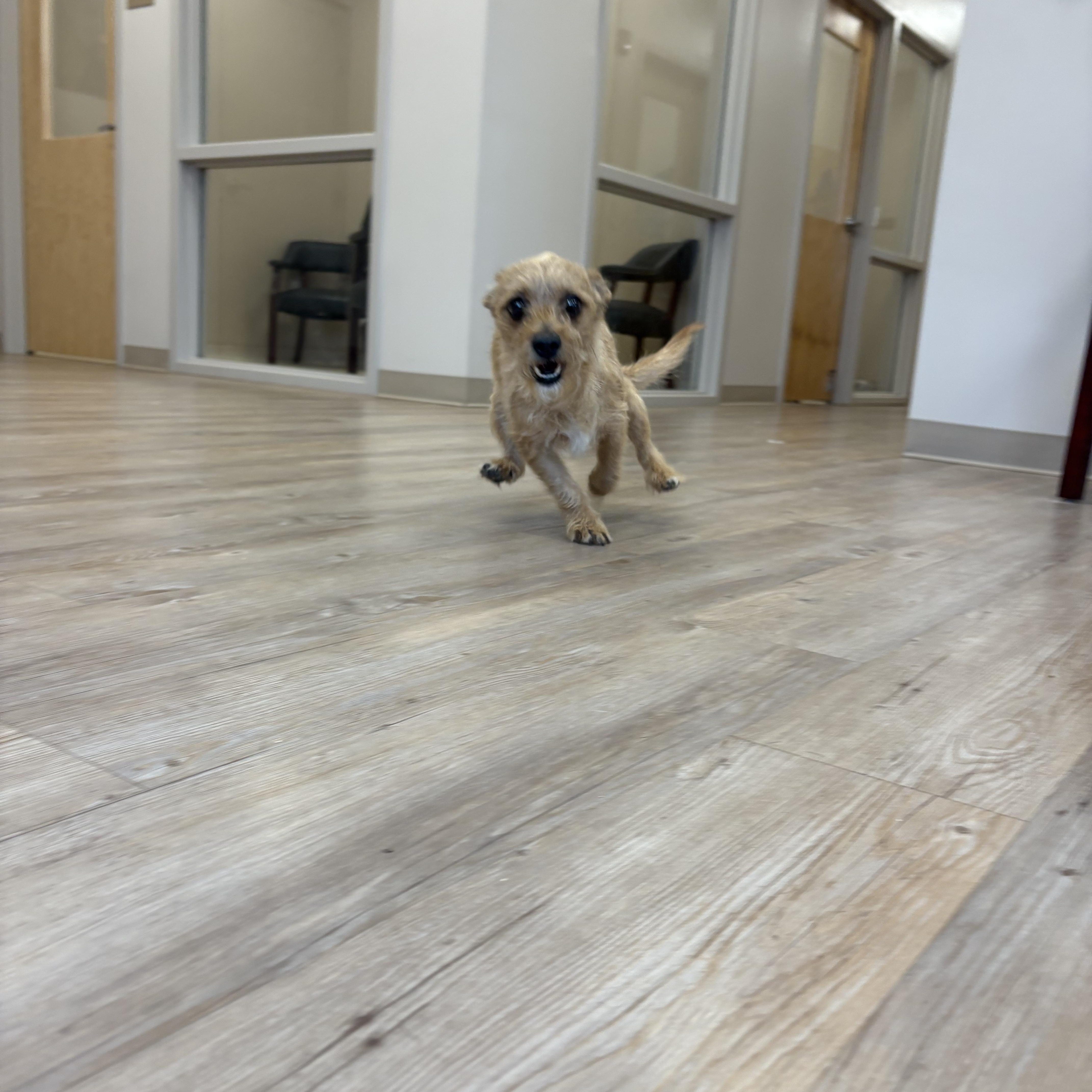 Enlarge Chester , a ADOPTABLE mixed breed in North Providence, RI image 3/3