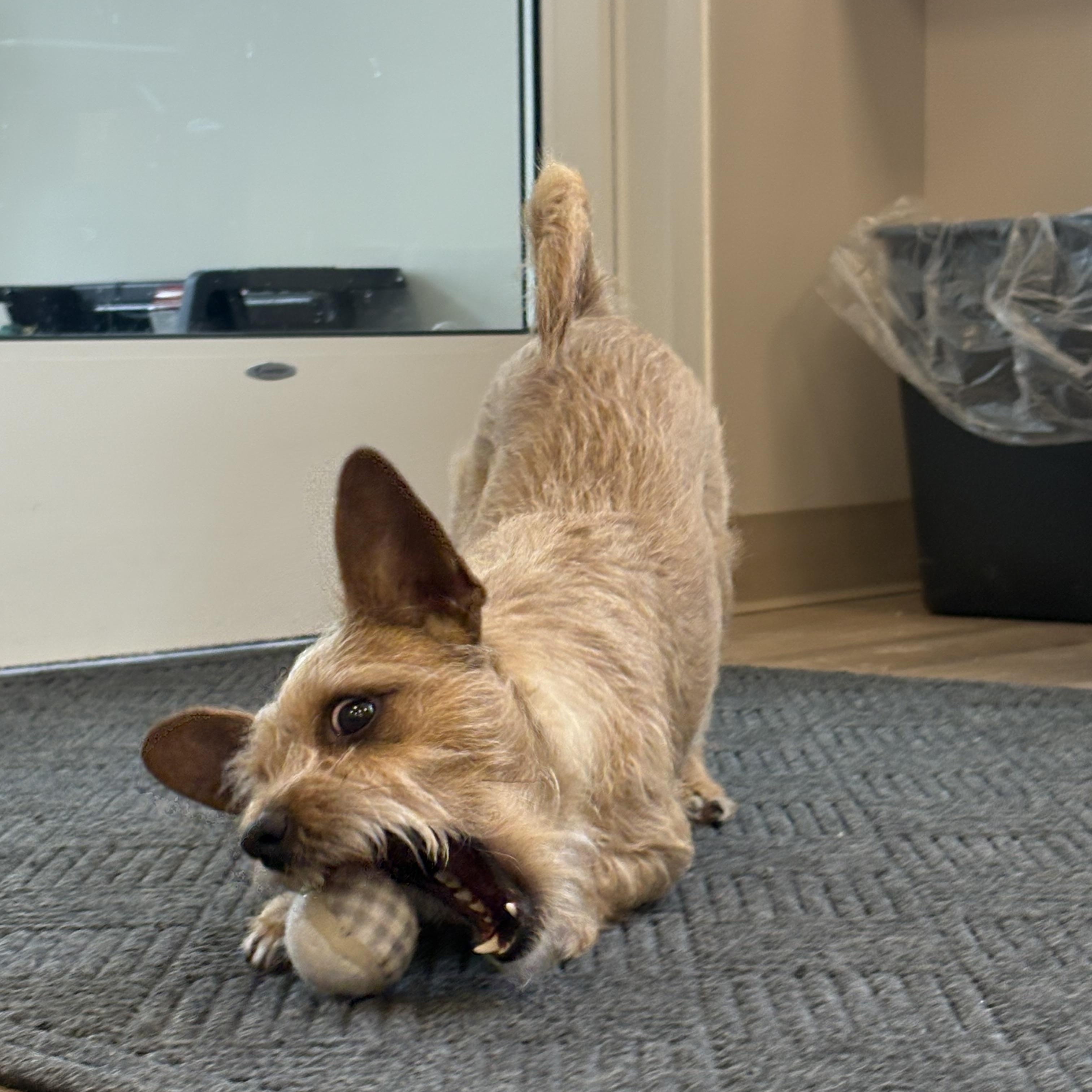 Enlarge Chester , a ADOPTABLE mixed breed in North Providence, RI image 2/3