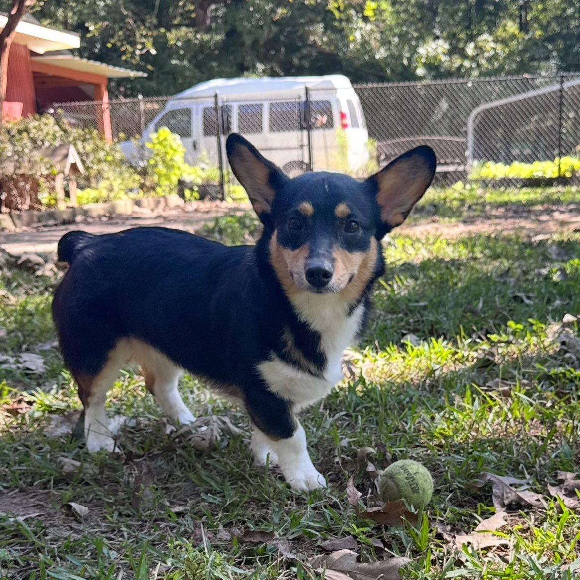 Enlarge Kevin, a Adopted Corgi in Winnfield, LA image 3/4