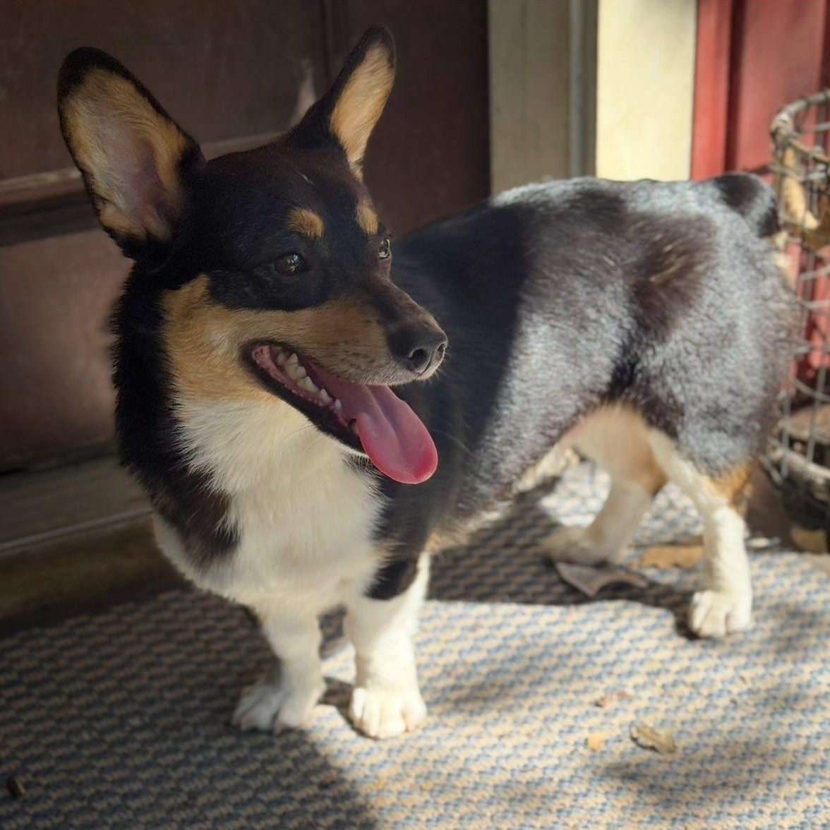 Enlarge Kevin, a Adopted Corgi in Winnfield, LA image 2/4