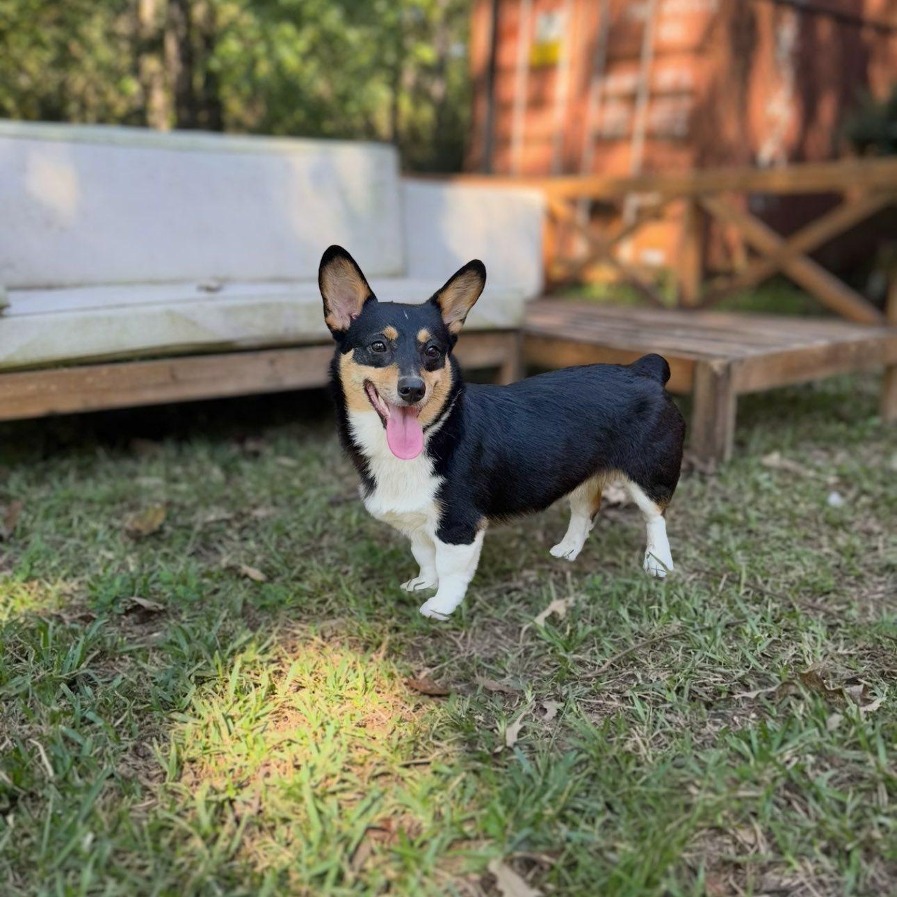 Enlarge Kevin, a Adopted Corgi in Winnfield, LA image 4/4