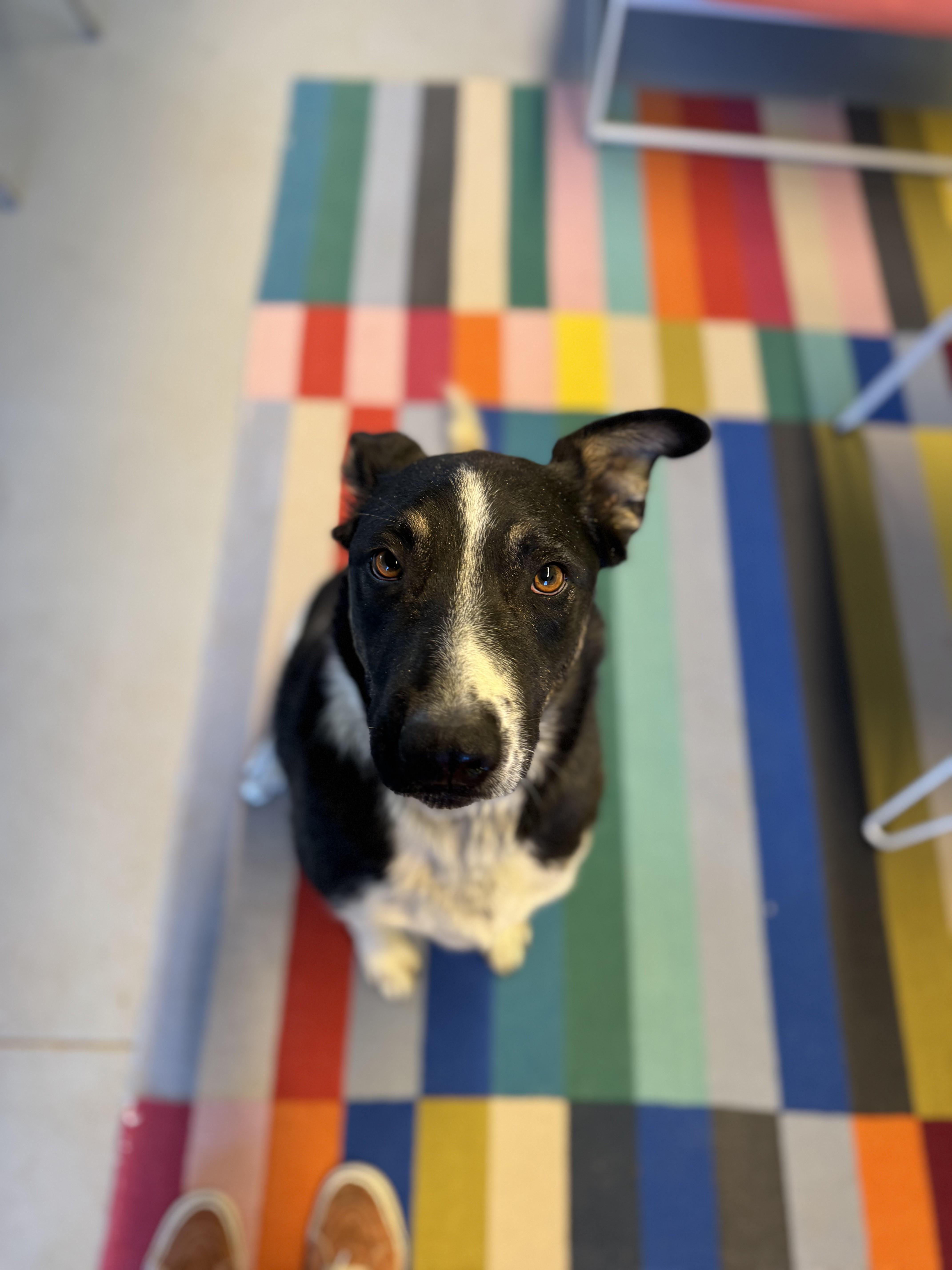 Jack Jack, a Adoptable mixed breed in Torrey, UT image 4/5