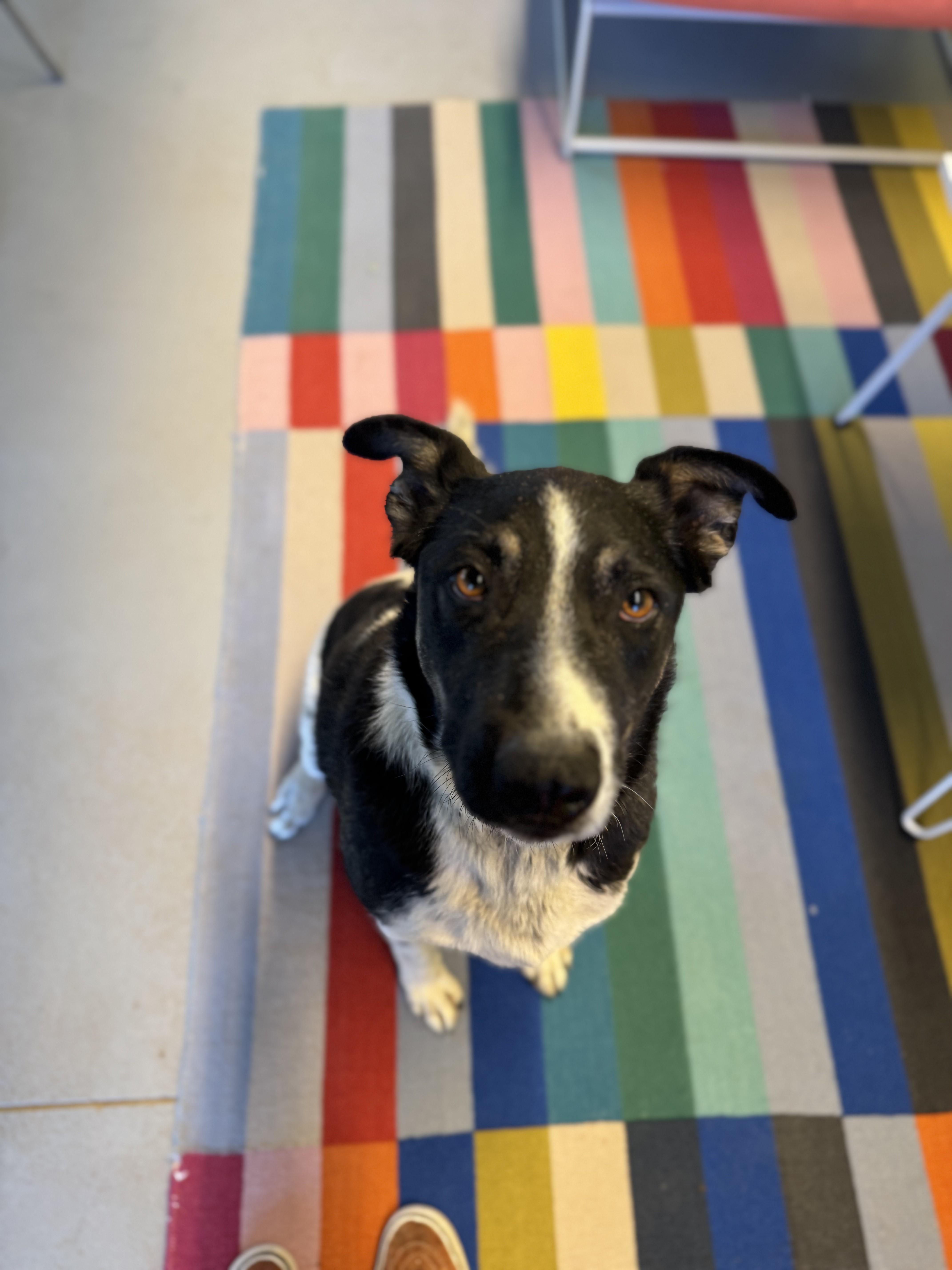 Jack Jack, a Adoptable mixed breed in Torrey, UT image 3/5