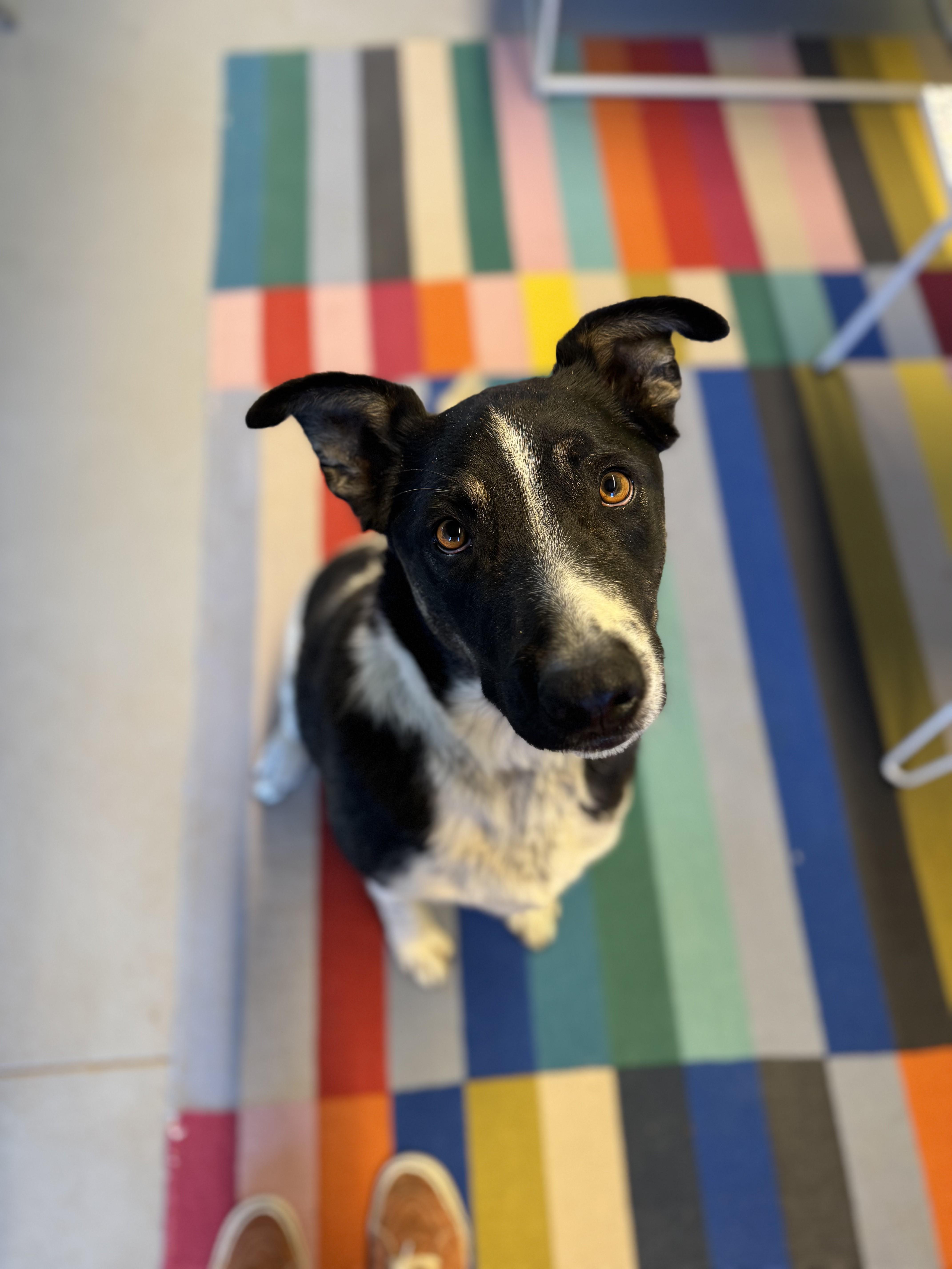 Jack Jack, a Adoptable mixed breed in Torrey, UT image 5/5