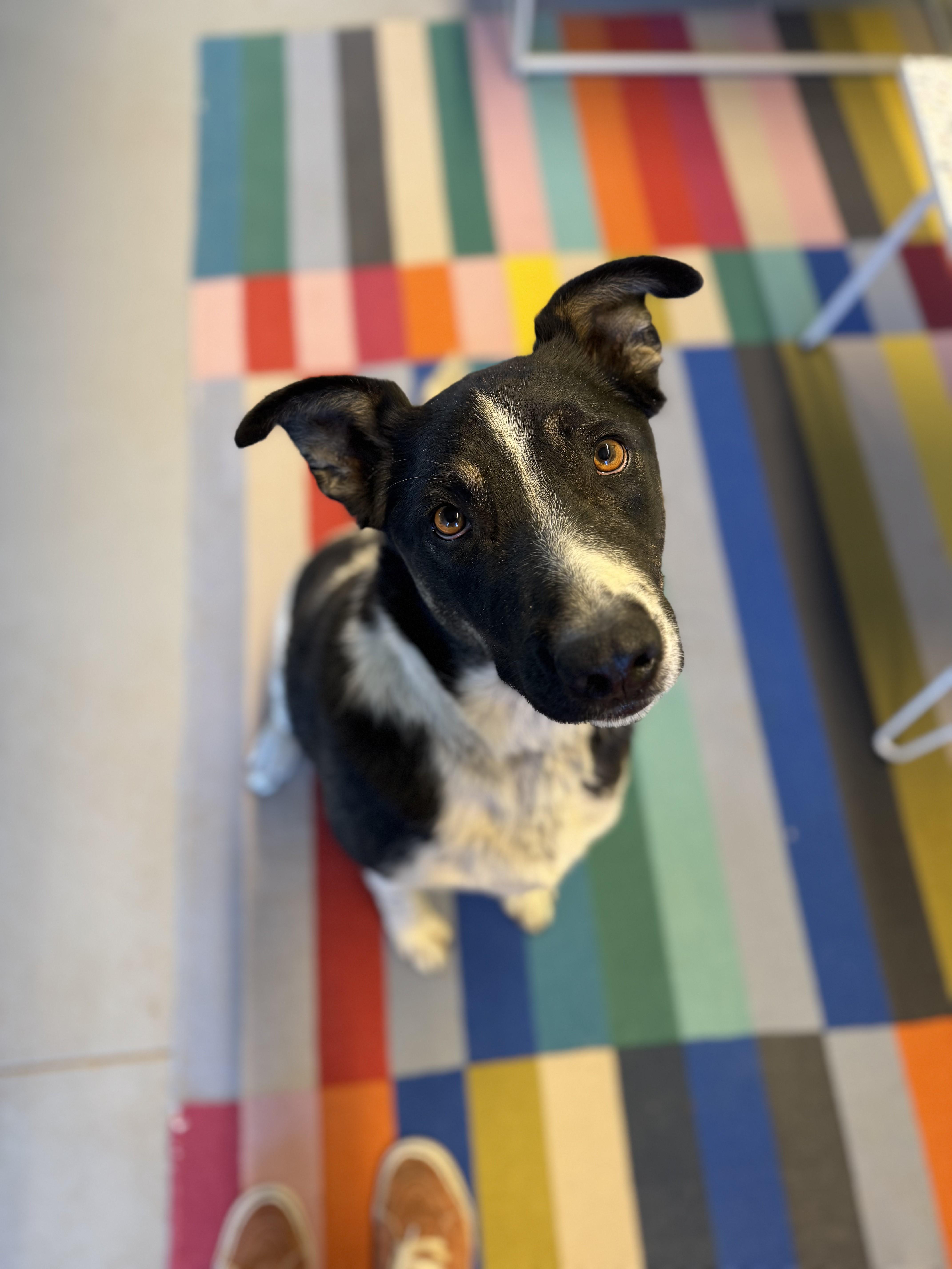 Jack Jack, Adoptable, Young Male Catahoula Leopard Dog & Australian Cattle Dog / Blue Heeler.