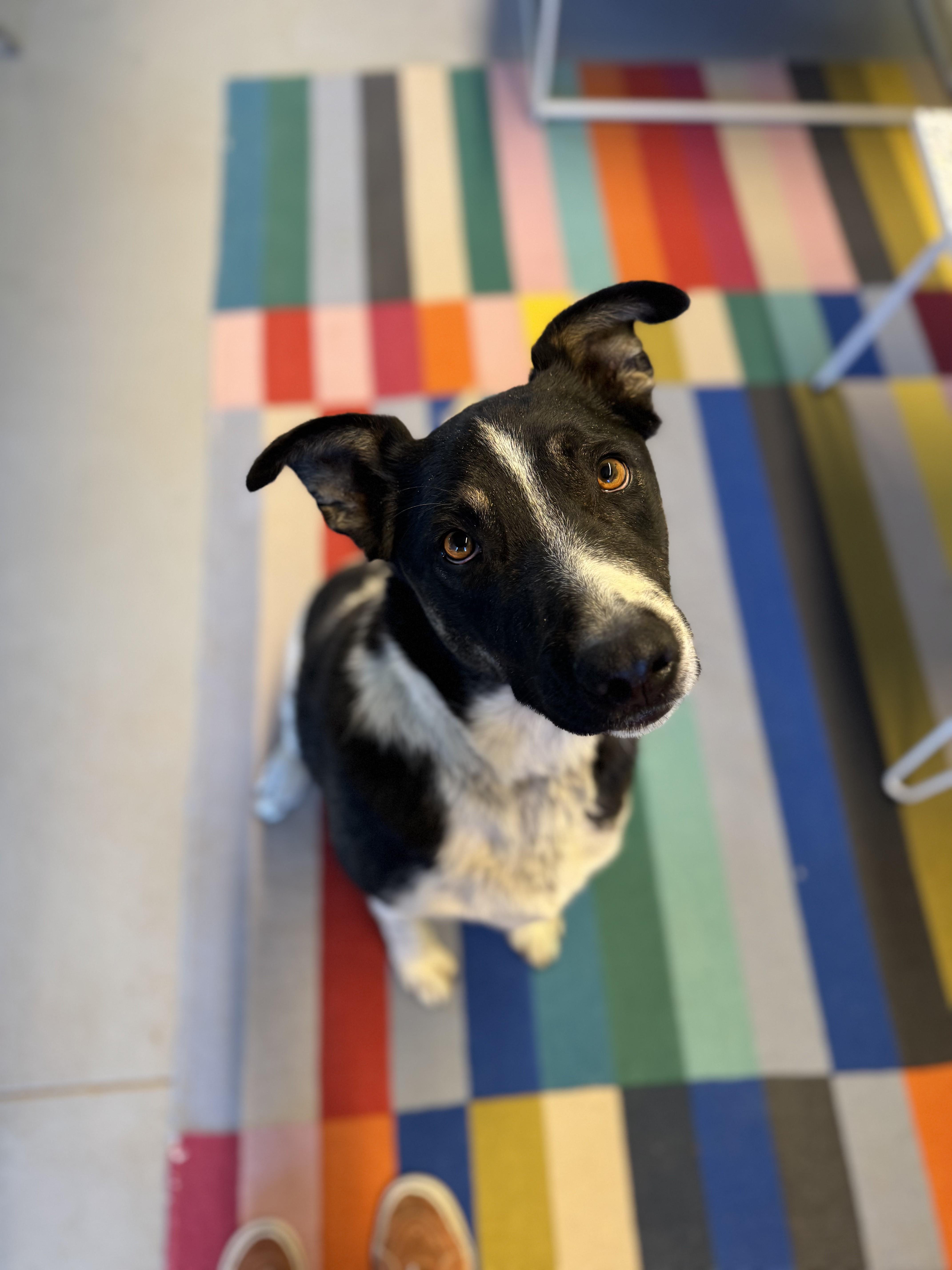 Jack Jack, a Adoptable mixed breed in Torrey, UT image 2/5