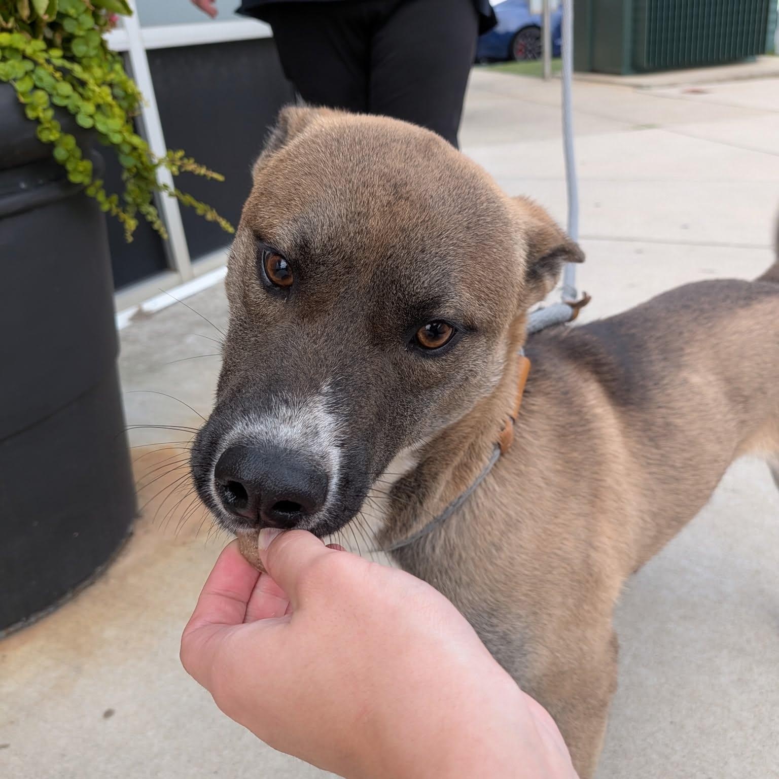Enlarge Capone, a Adoptable mixed breed in Charlotte, NC image 3/5