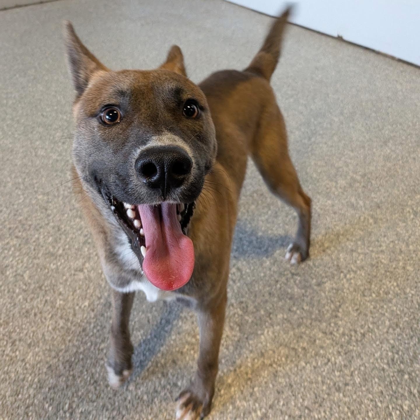 Capone, Adoptable, Young Male Husky.