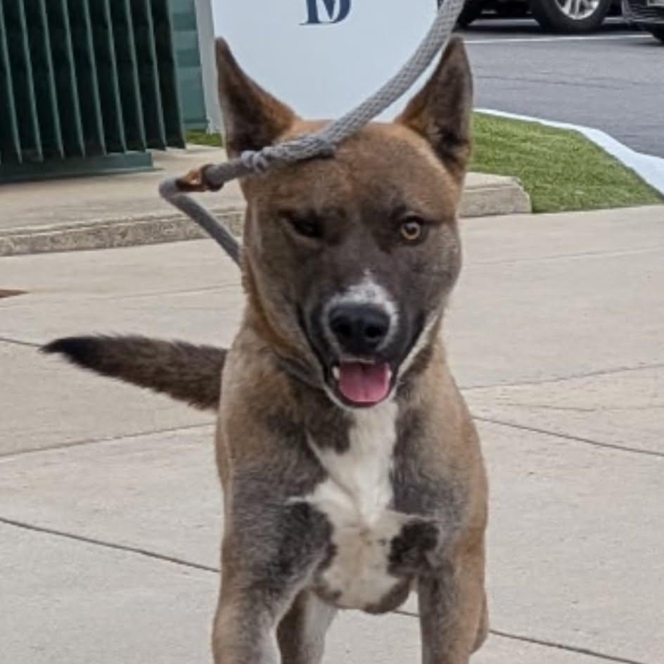 Enlarge Capone, a Adoptable mixed breed in Charlotte, NC image 2/5