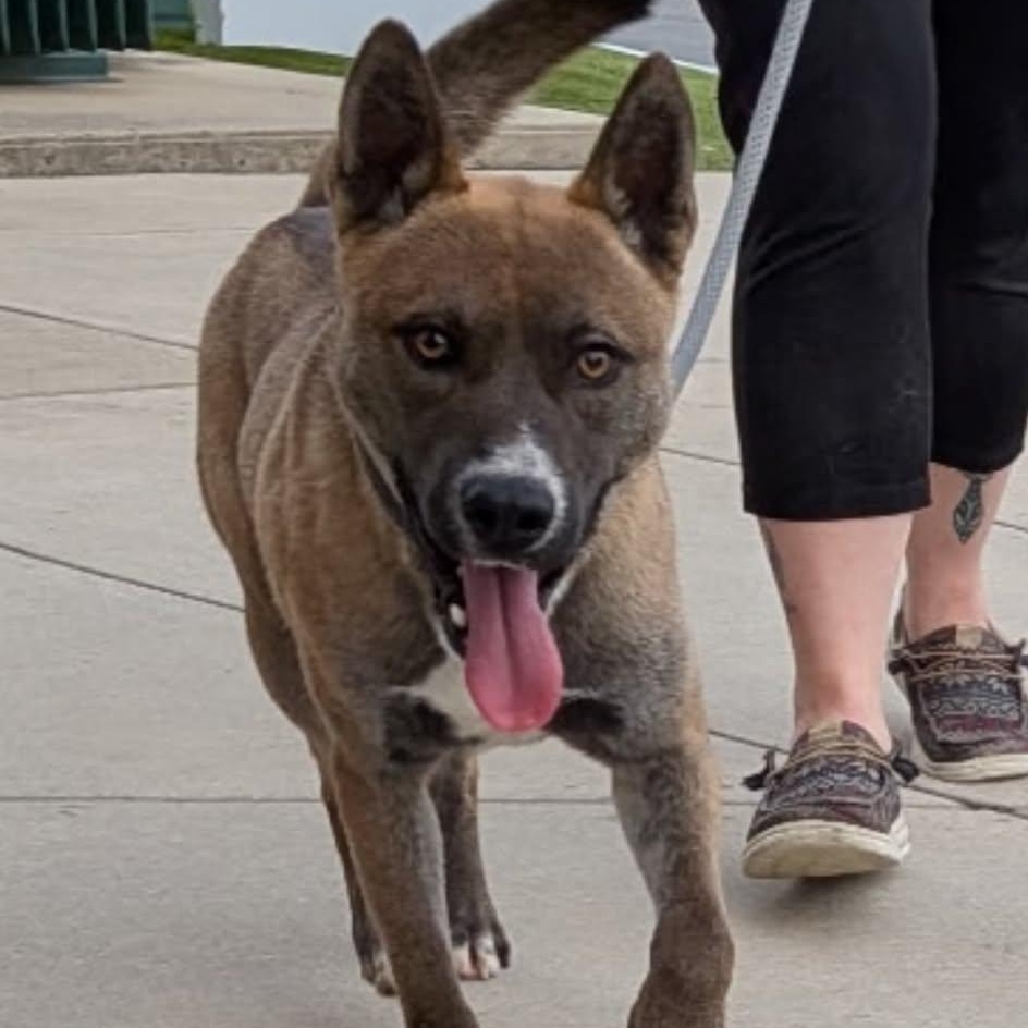 Enlarge Capone, a Adoptable mixed breed in Charlotte, NC image 4/5
