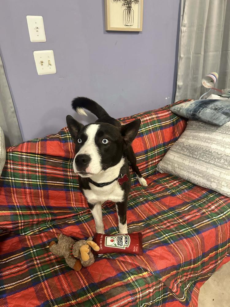 Enlarge Maximus, a Adoptable mixed breed in Dutton, VA image 1/3