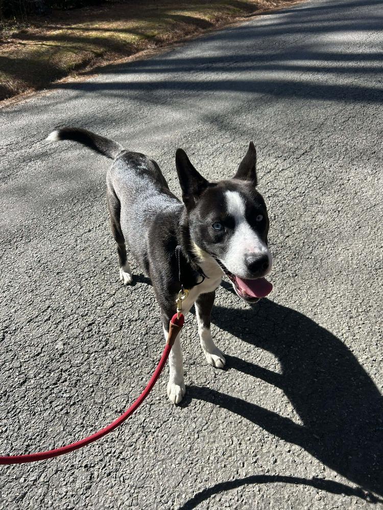 Enlarge Maximus, a Adoptable mixed breed in Dutton, VA image 2/3