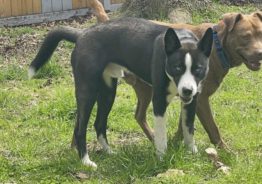 Enlarge Maximus, a Adoptable mixed breed in Dutton, VA image 3/3