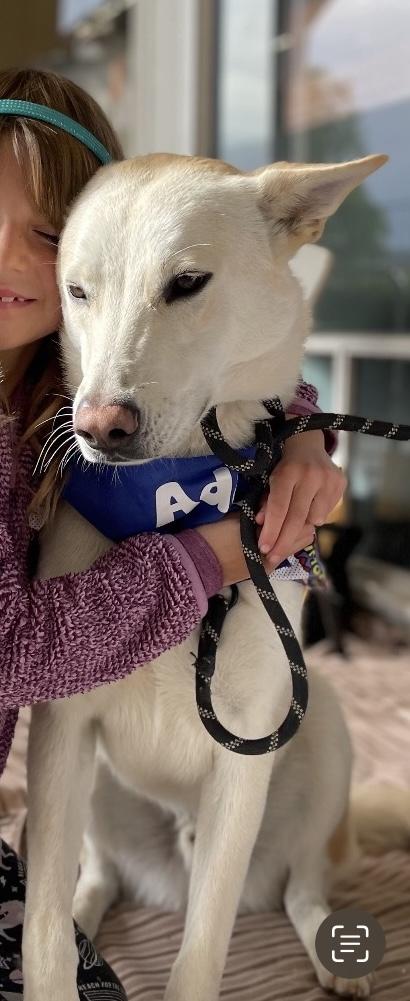 Buddy, a Adopted mixed breed in Beverly Hills, CA image 1/5