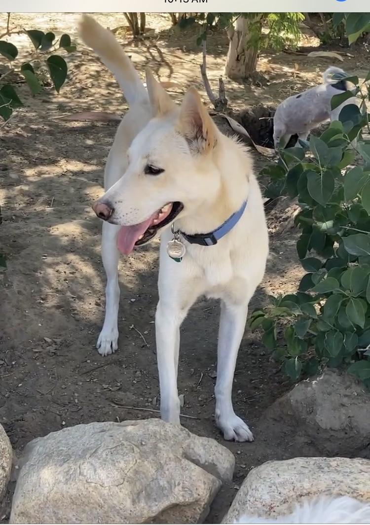 Buddy, a Adopted mixed breed in Beverly Hills, CA image 5/5