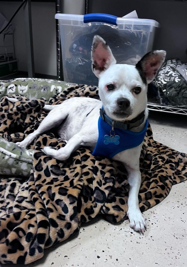 Enlarge Quincy, a Adoptable mixed breed in Blountville, TN image 1/6