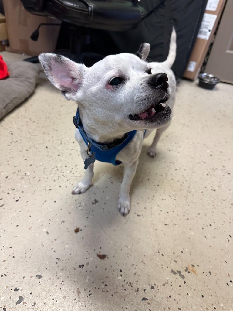 Enlarge Quincy, a Adoptable mixed breed in Blountville, TN image 2/6