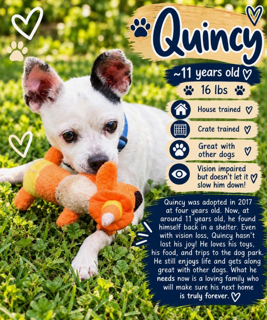 Enlarge Quincy, a Adoptable mixed breed in Blountville, TN image 4/6
