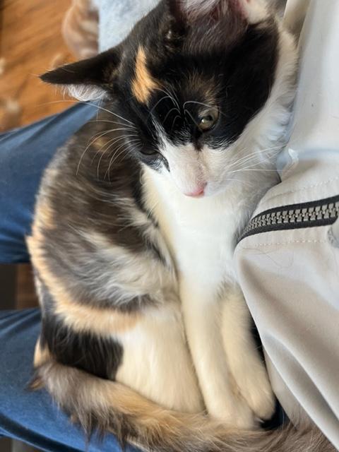 Gypsy Girl is a Lap Kitty All Day!, an adoptable Calico, Birman in Eagle Point, OR, 97524 | Photo Image 2