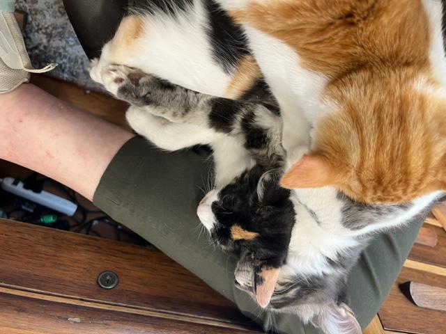 Gypsy Girl is a Lap Kitty All Day!, an adoptable Calico, Birman in Eagle Point, OR, 97524 | Photo Image 3