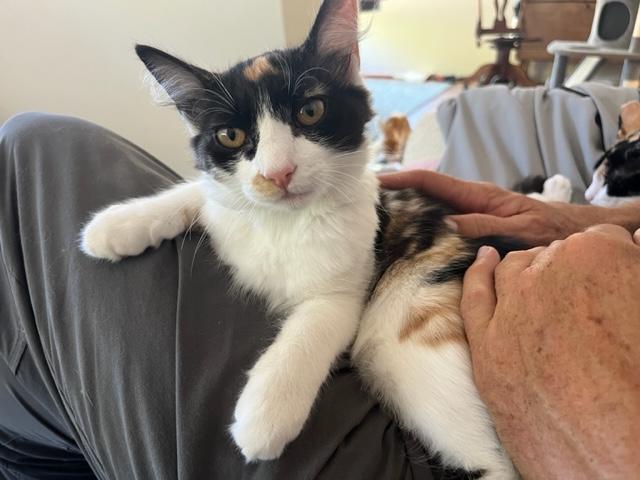 Gypsy Girl is a Lap Kitty All Day!, an adoptable Calico, Birman in Eagle Point, OR, 97524 | Photo Image 1