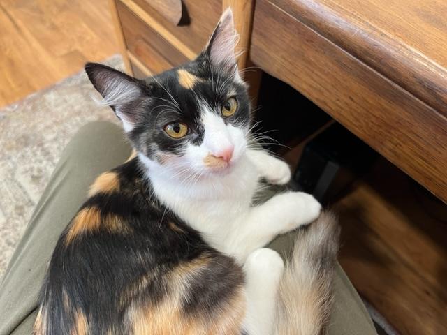 Gypsy Girl is a Lap Kitty All Day!, an adoptable Calico, Birman in Eagle Point, OR, 97524 | Photo Image 5