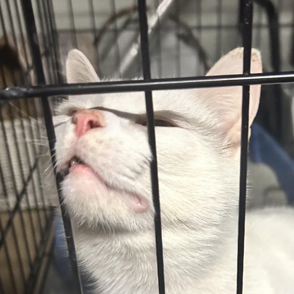 Eliza, Adoptable, Adult Female Domestic Short Hair.
