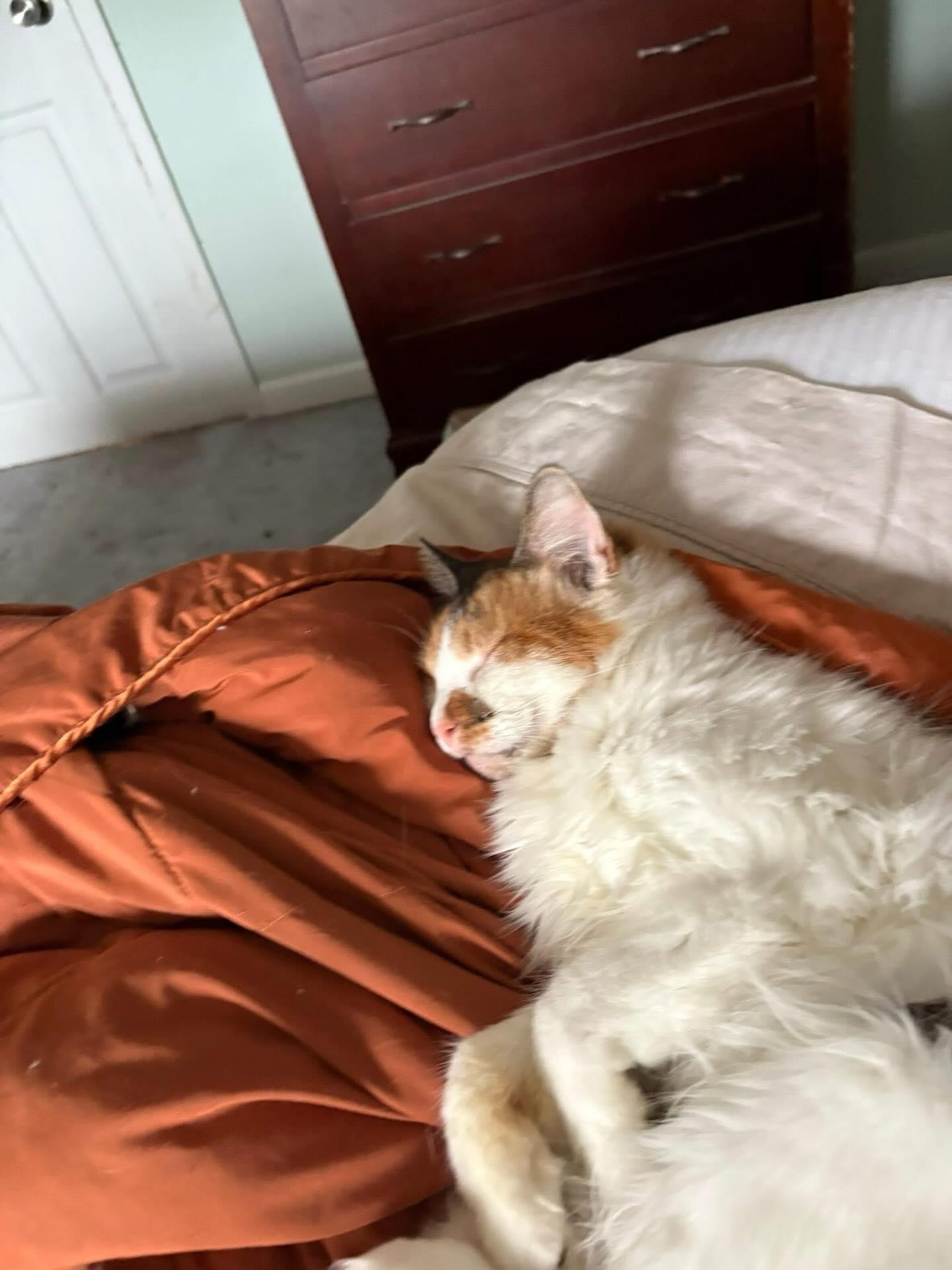 Enlarge Nina , a ADOPTABLE Domestic Medium Hair in Philadelphia, PA image 2/5