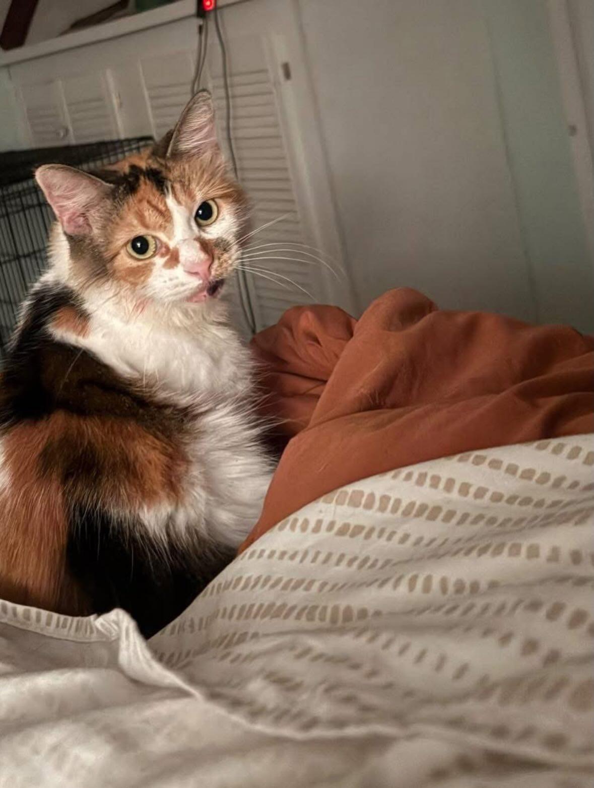 Enlarge Nina , a ADOPTABLE Domestic Medium Hair in Philadelphia, PA image 5/5