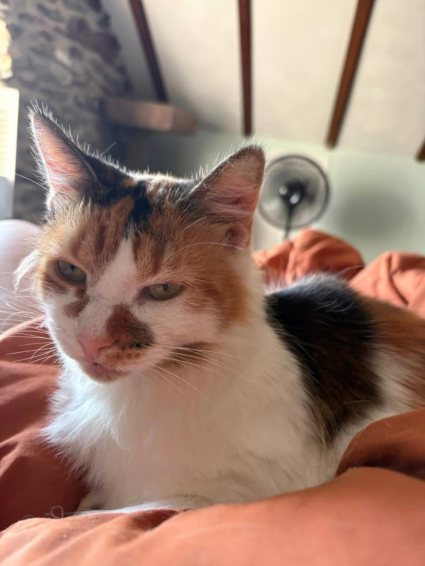 Enlarge Nina , a ADOPTABLE Domestic Medium Hair in Philadelphia, PA image 3/5