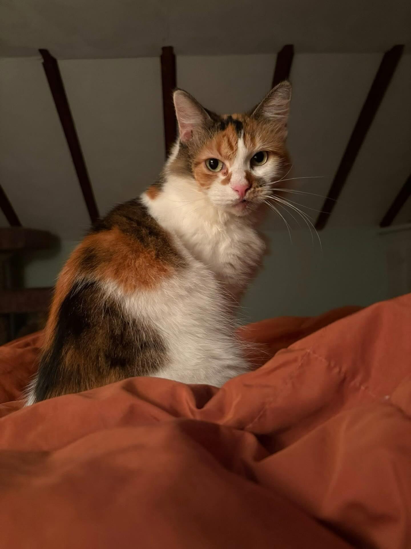 Enlarge Nina , a ADOPTABLE Domestic Medium Hair in Philadelphia, PA image 1/5