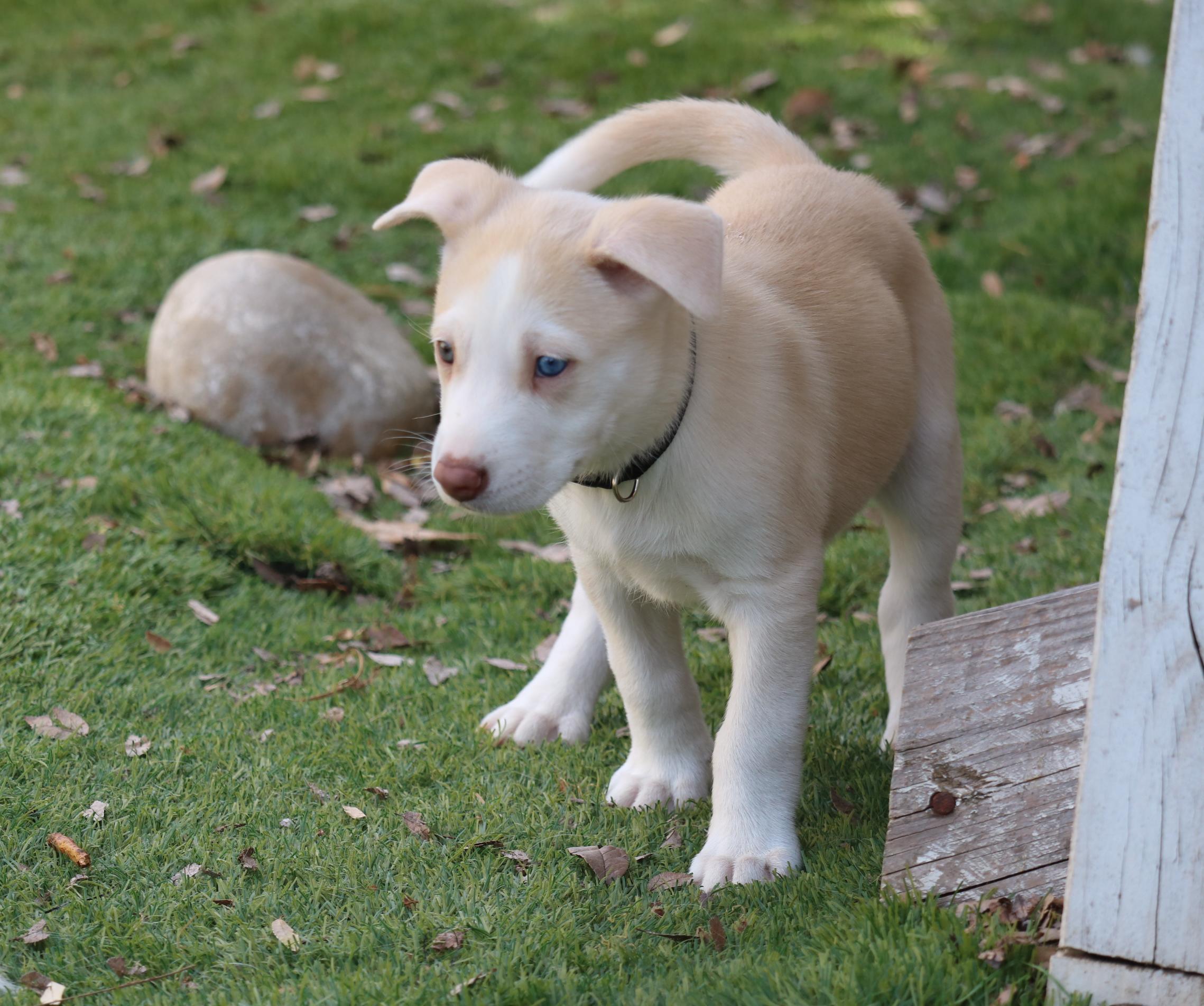 Asha's Chance photo 2