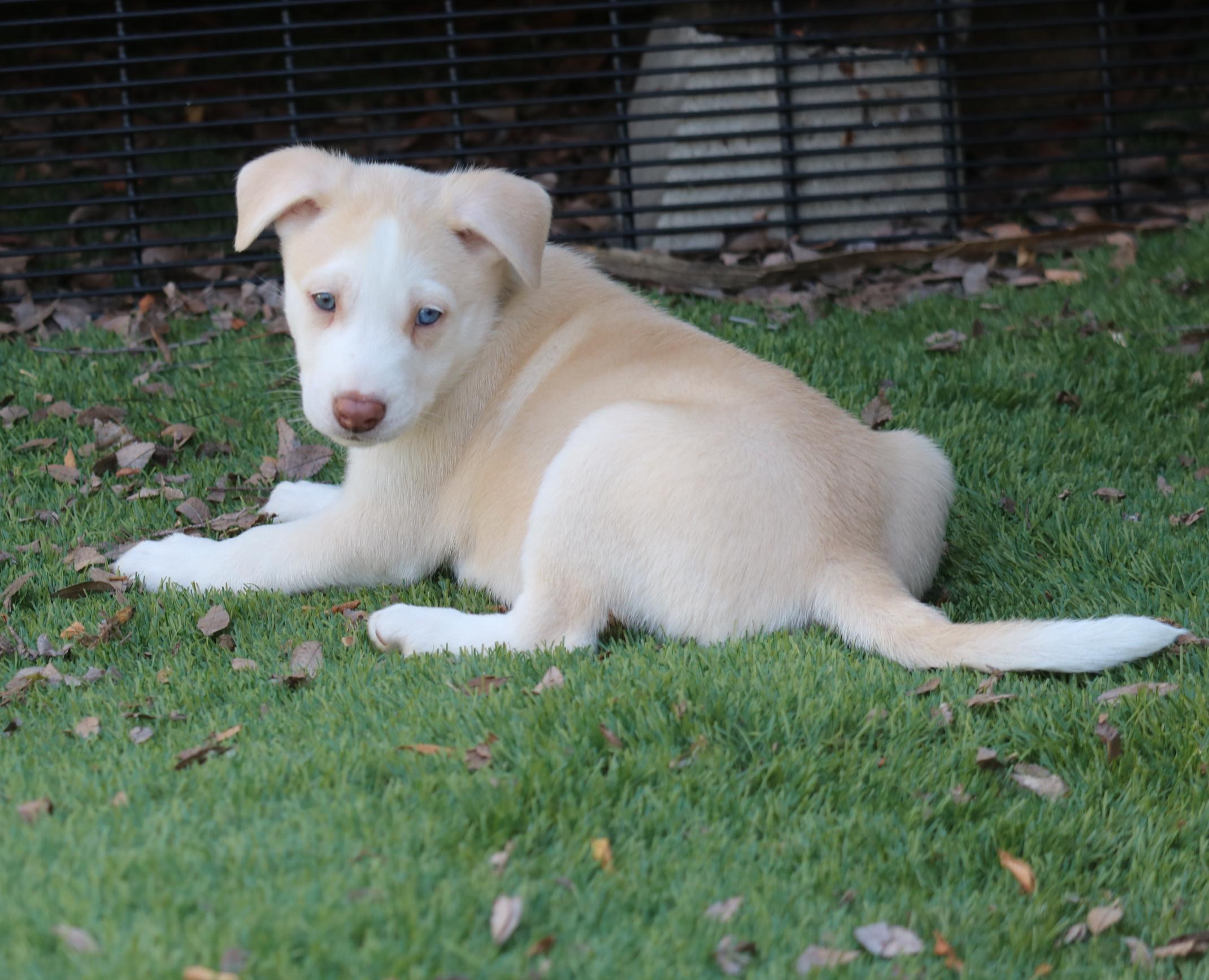 Asha's Chance, Baby Male Husky