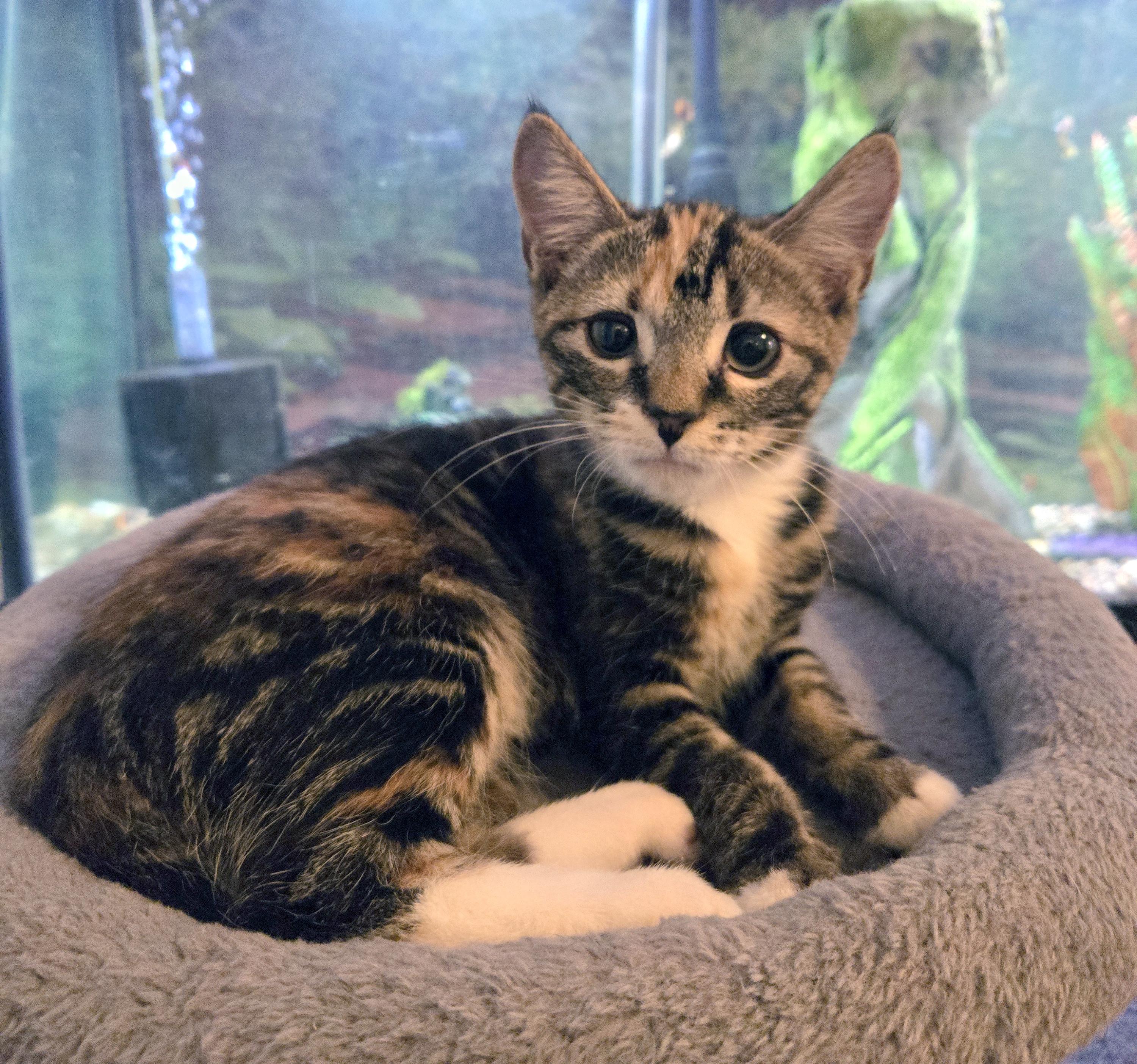 Delilah photo