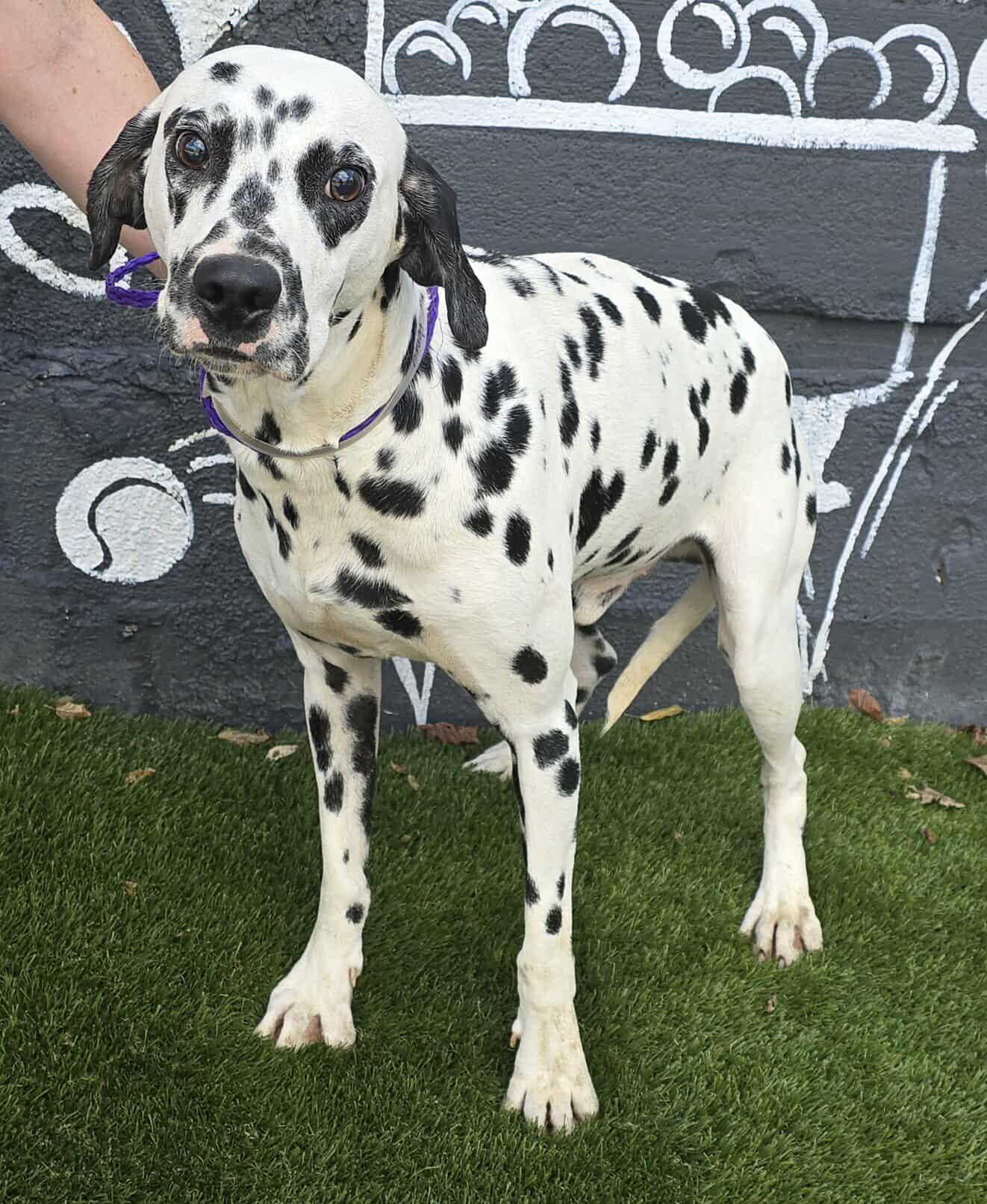 Henry *foster needed*