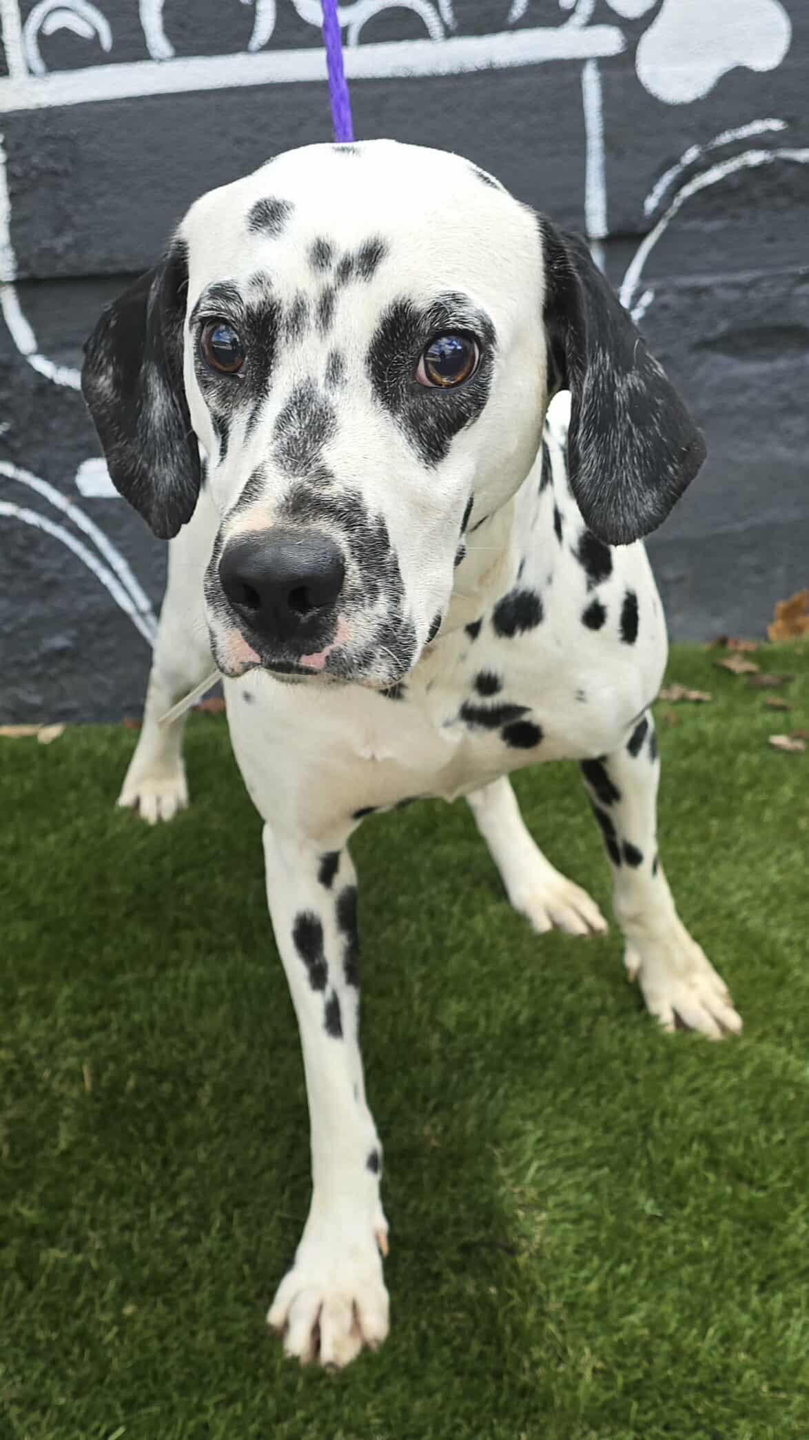 Henry *foster needed*