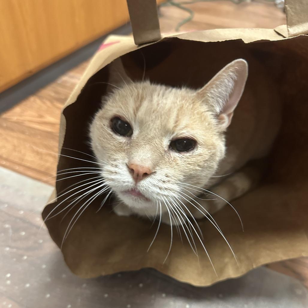 Tut, Adoptable, Senior Male Domestic Short Hair.